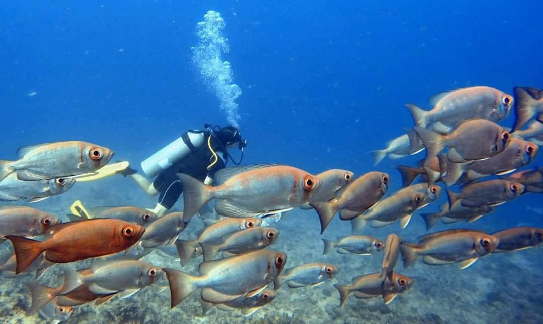 Ratu Kini Dive & Stay Mana Island Exterior foto