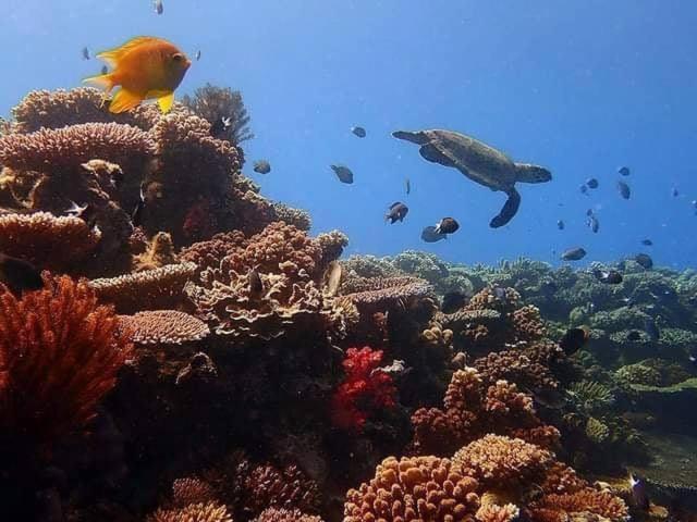 Ratu Kini Dive & Stay Mana Island Exterior foto